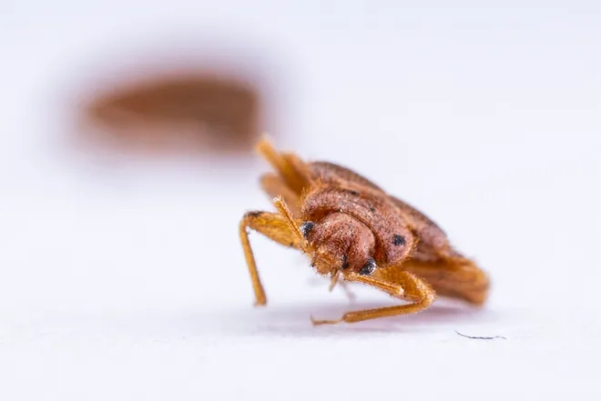 This photo taken on October 8, 2025, shows a dead bed bug pictured at a laboratory of the Science University of Malaysia (USM) in George Town, on Penang island. Bed bugs often spark itchy scares around the world, but Malaysian scientists have discovered how the much-loathed creepy crawlies can be turned into unlikely crime-busting allies. (Photo by Mohd RASFAN / AFP via Getty Images) / To go with "MALAYSIA-RESEARCH-CRIME-ANIMALS,FOCUS" by Isabelle LEONG
