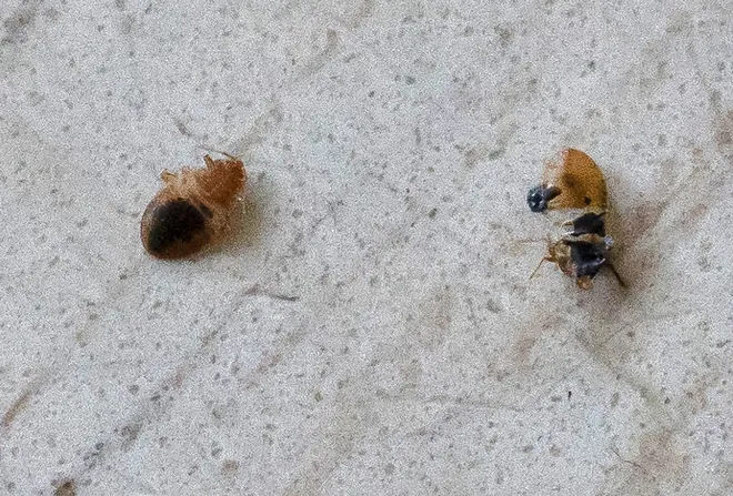 Dead bed bugs are shown in this 2022 file photo from the Indianapolis Star.