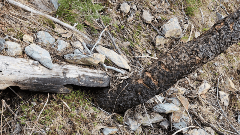 Displaced rock and claw marks on tree below trail indicate rapid movement upslope to trail. (Photo: Interagency Grizzly Bear Committee)