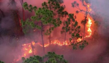 Crews fight brush fire near SE 24th Ave and SE 12th St in Cape Coral