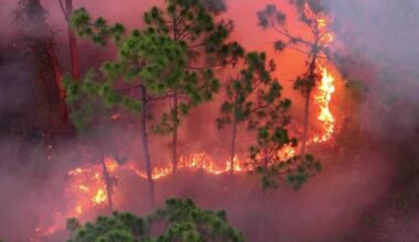 Crews fight brush fire in Cape Coral