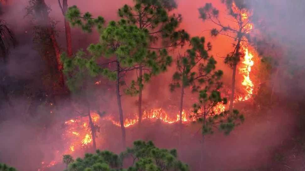 Crews fight brush fire near SE 24th Ave and SE 12th St in Cape Coral