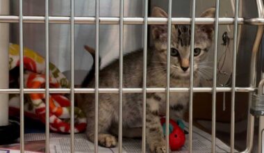 Veterinarians warn of deadly cat virus spreading beyond kittens