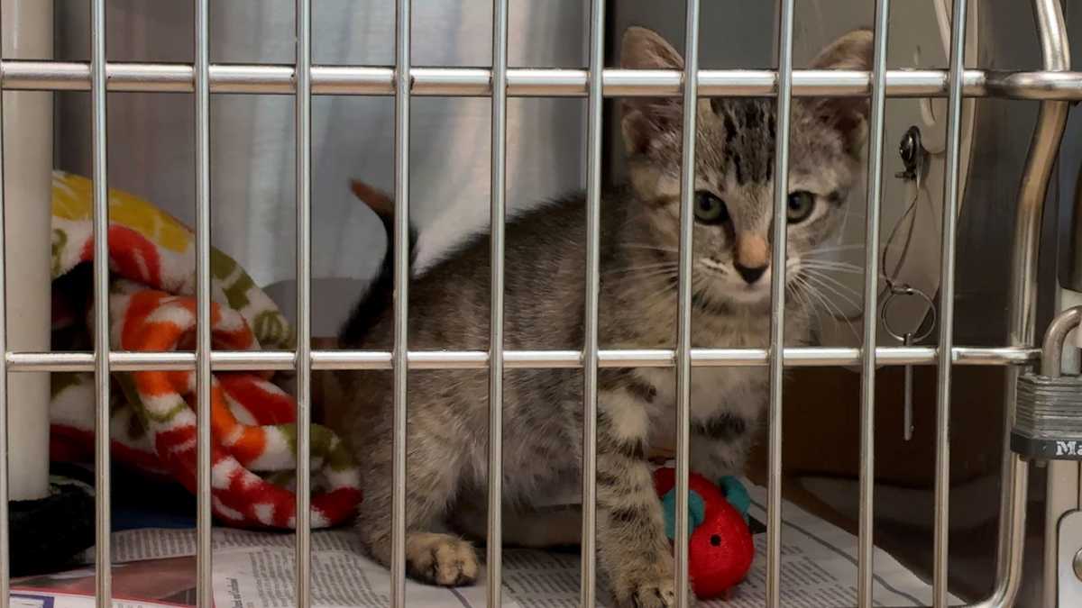 Veterinarians warn of deadly cat virus spreading beyond kittens