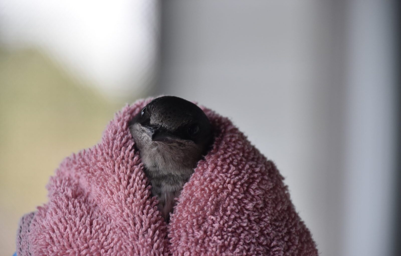 CROW reunites rehabilitated Purple Martin with Cape Coral colony