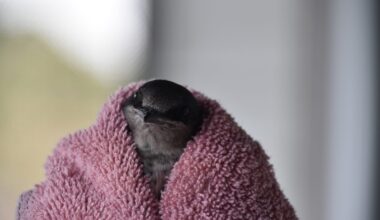 CROW reunites rehabilitated Purple Martin with Cape Coral colony