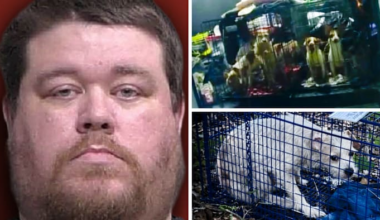 Over 20 dogs taken from Central Florida home, dumped on roadside