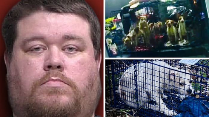 Over 20 dogs taken from Central Florida home, dumped on roadside