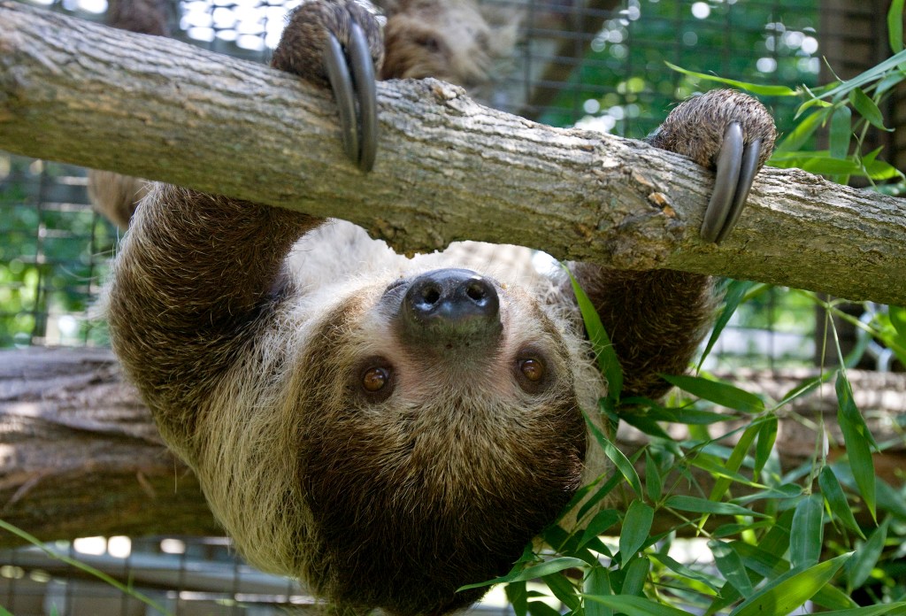 In this June 18, 2012 photo, Eden, a Linnaeus's two-toed sloth, hangs from tree branches at the Scovill Zoo in Decatur, Ill. Eden is the zoo's first sloth. She sleeps more than 15 hours a day and spends virtually all of her time in the trees in her habitat. She made the move from the Cincinnati Zoo & Botanical Garden this spring and has been on display since mid-June. (AP Photo/Herald & Review, Mark Roberts)