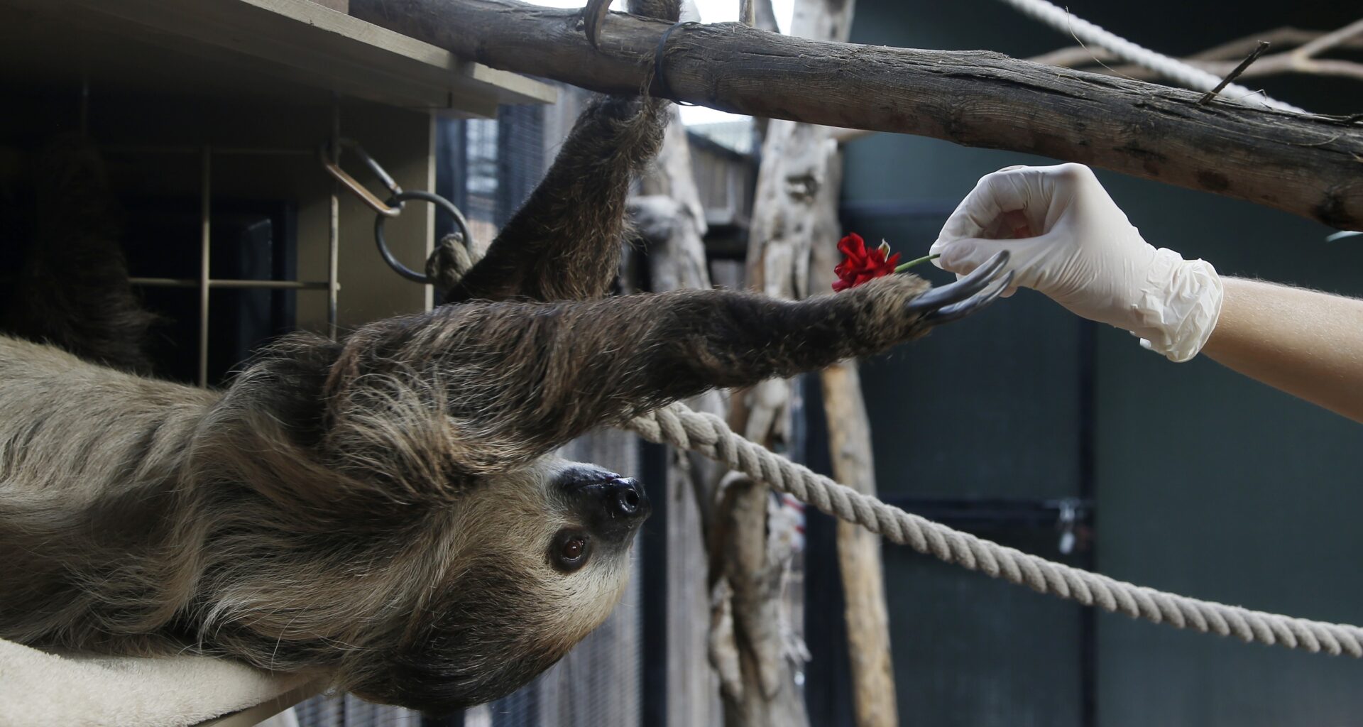 Fernando, the two-toed sloth, reaches out for a red rose to eat inside his habitat at the Phoenix Zoo Monday, April 27, 2020, in Phoenix. The pandemic has jeopardized zoos around the world that have been forced to close but rely on ticket sales. The struggle has some zoos turning to social media to engage with people who can no longer visit and raise some much-needed cash. (AP Photo/Ross D. Franklin)