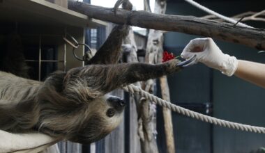 Fernando, the two-toed sloth, reaches out for a red rose to eat inside his habitat at the Phoenix Zoo Monday, April 27, 2020, in Phoenix. The pandemic has jeopardized zoos around the world that have been forced to close but rely on ticket sales. The struggle has some zoos turning to social media to engage with people who can no longer visit and raise some much-needed cash. (AP Photo/Ross D. Franklin)