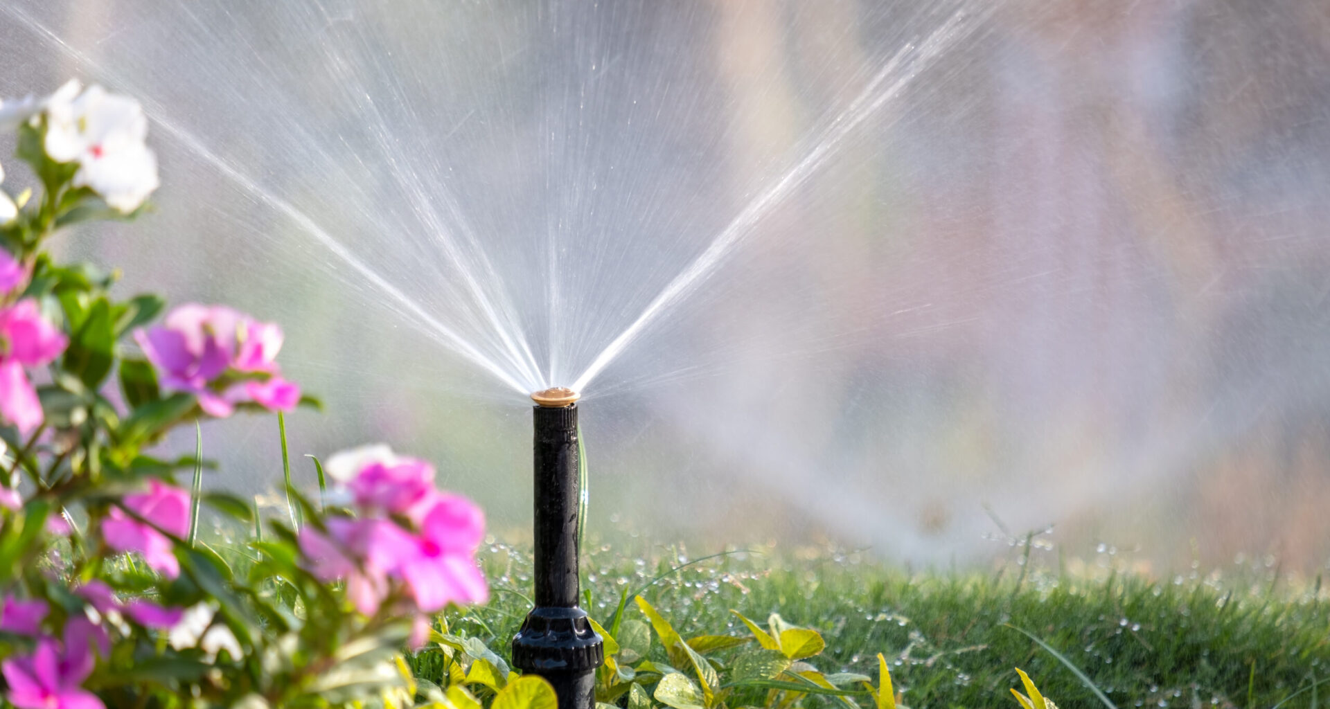 A garden sprinkler sprays water over a lush, green lawn. In the foreground, there are vibrant pink and white flowers. The scene is sunlit, creating a refreshing atmosphere.
