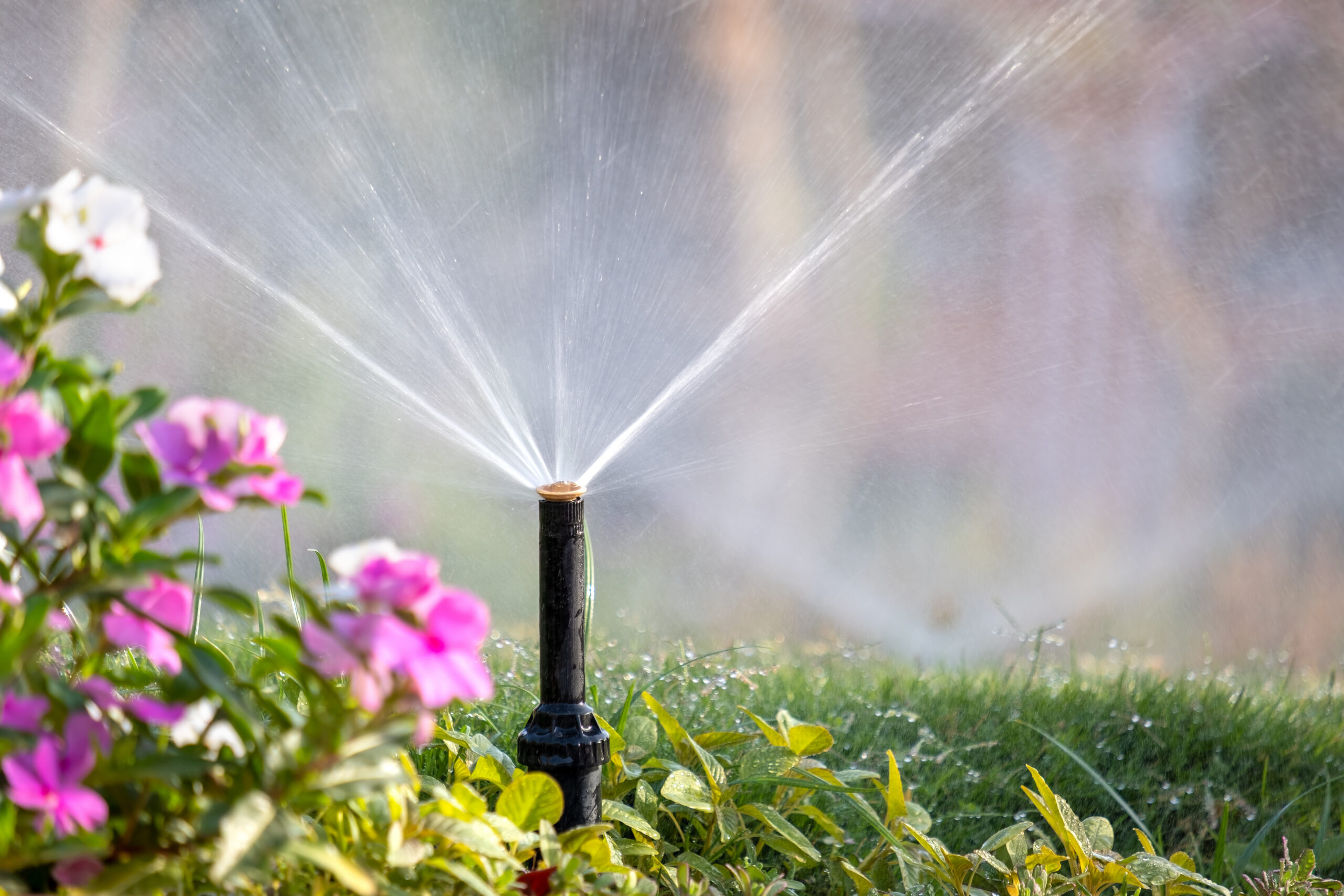 A garden sprinkler sprays water over a lush, green lawn. In the foreground, there are vibrant pink and white flowers. The scene is sunlit, creating a refreshing atmosphere.