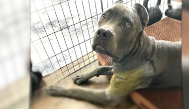 South Florida veterinarian operated on dog’s wrong leg, lawsuit says – NBC 6 South Florida