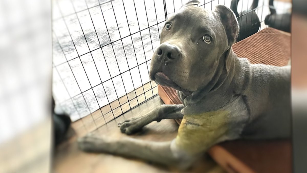 South Florida veterinarian operated on dog’s wrong leg, lawsuit says – NBC 6 South Florida