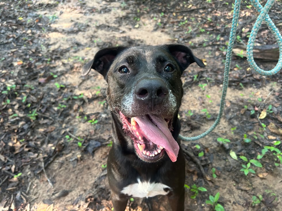 Thor is used to being part of a family and he'd like to pick up right where he left off!