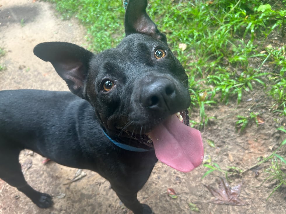 Oso is looking for a fur-ever family who will indulge his endless love of squeaky toys!