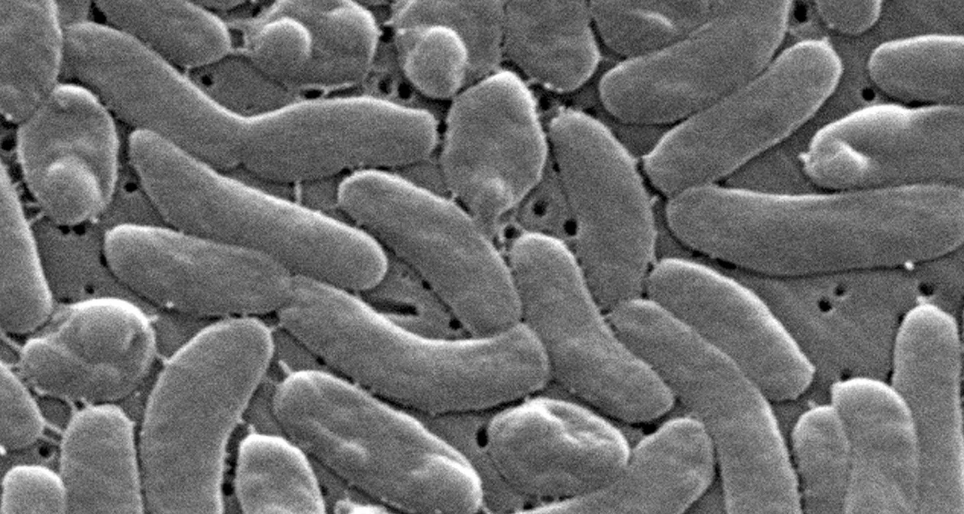 South Florida reports first Vibrio vulnificus death of year