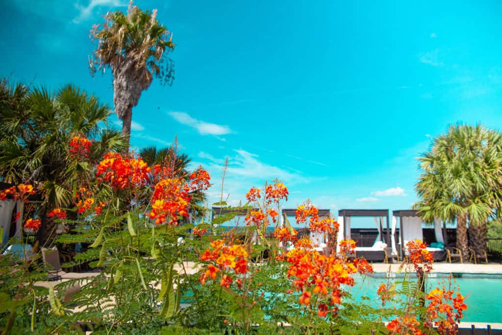 Pool surrounded by sunning chairs and palm trees 