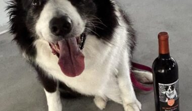 Pet Alliance looks for picture perfect in their 13th annual My Best Friend Wine Label Contest