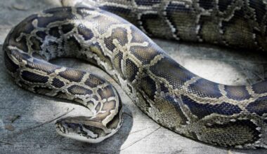 Florida man will trade pizza for pythons