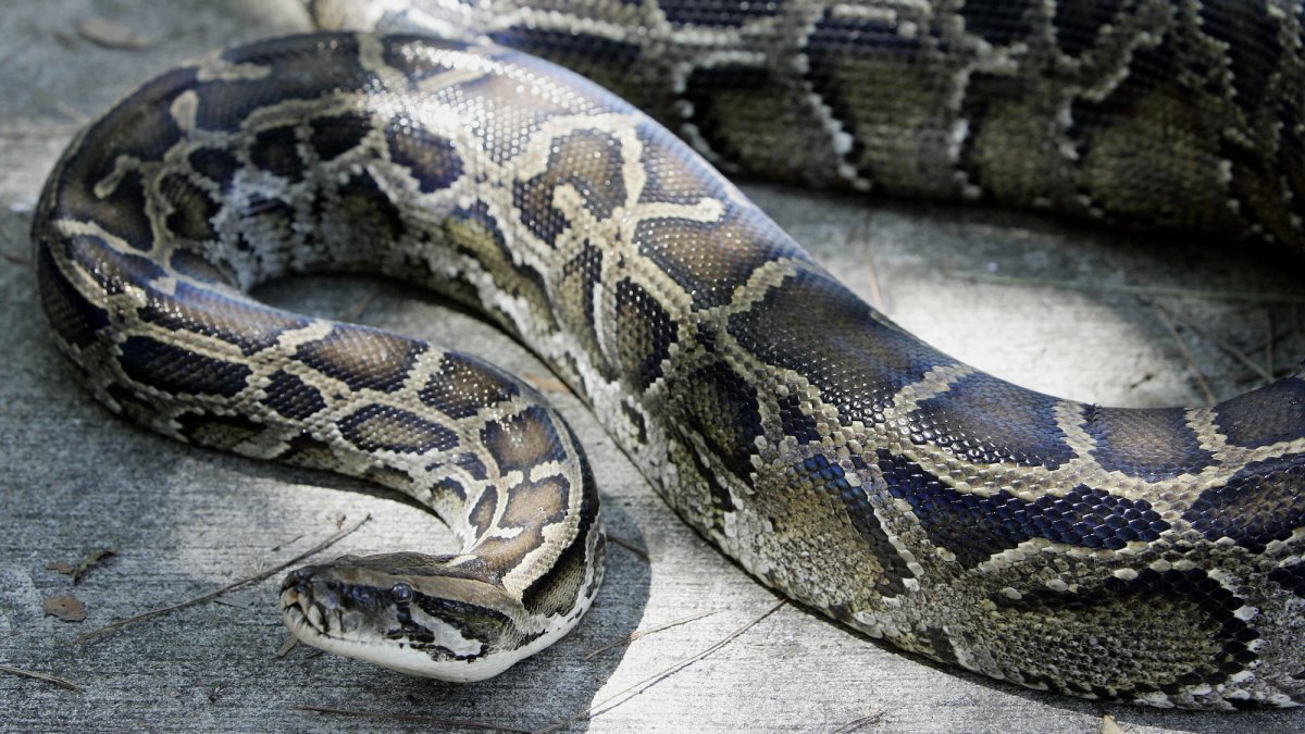 Florida man will trade pizza for pythons
