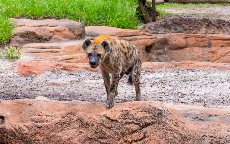 A wildlife photograph of Dazi, a spotted hyena, exploring the outdoor habitat at Busch Gardens Tampa Bay. The hyena stands center frame on a reddish-brown, tiered rock formation, facing forward and looking directly toward the camera. Its coat features characteristic dark brown spots over a lighter tan fur, with a hint of warm orange-brown coloration along the top of its neck and shoulders. The background shows the enclosure's naturalistic layout, with sandy ground textures, additional rock walls, and a patch of vibrant green grass growing along the upper left ridge.