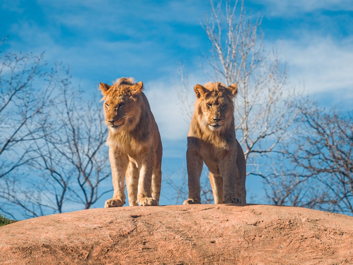 Busch Gardens Tampa Bay’s improved lion and hyena exhibit opens this week