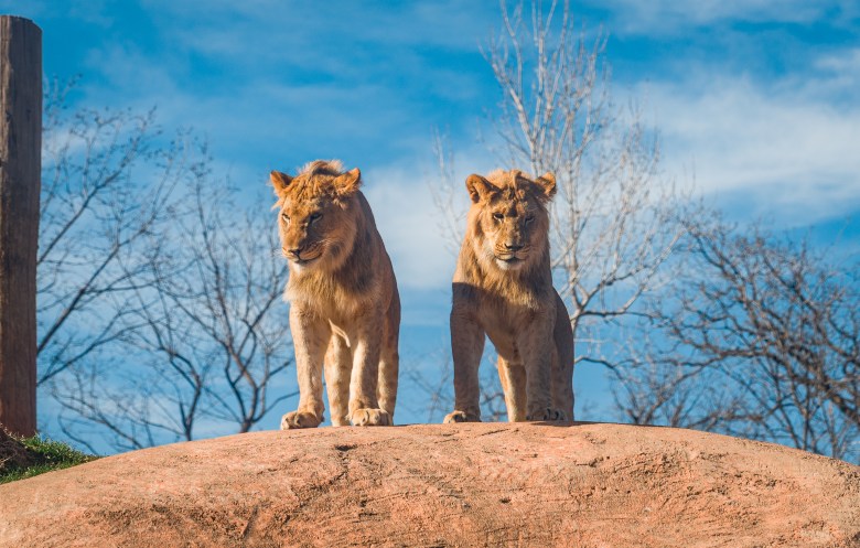 A photograph of two young male lions, Hugo and Henri, who are coming to Busch Gardens Tampa Bay from the Oklahoma City Zoo. The two lions stand side-by-side atop a rounded, sandy brown rock hill under a bright blue sky with light, wispy clouds. Hugo stands on the left, looking slightly off-camera to the left, while Henri stands on the right, looking directly forward. Both lions feature early stages of short, developing manes around their necks. In the background behind the hill, sparse, leafless winter trees stretch upwards, and a tall wooden post is partially visible on the far left.