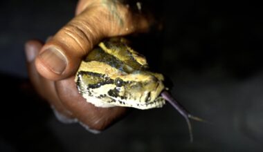 Burmese python florida spread – NBC 6 South Florida