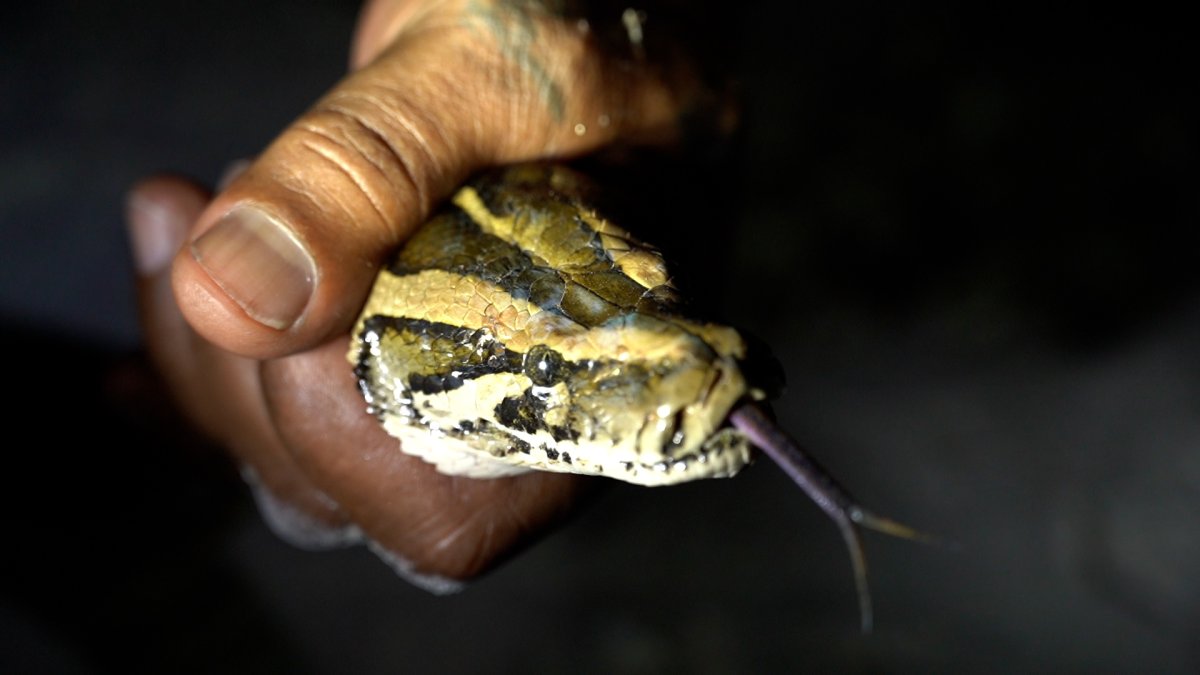 Burmese python florida spread – NBC 6 South Florida