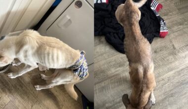Tampa woman faces animal cruelty charges after deputies rescue malnourished dogs