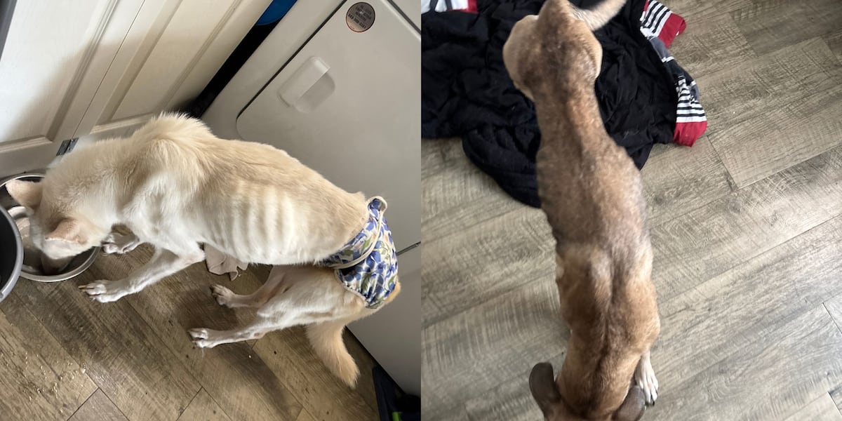Tampa woman faces animal cruelty charges after deputies rescue malnourished dogs