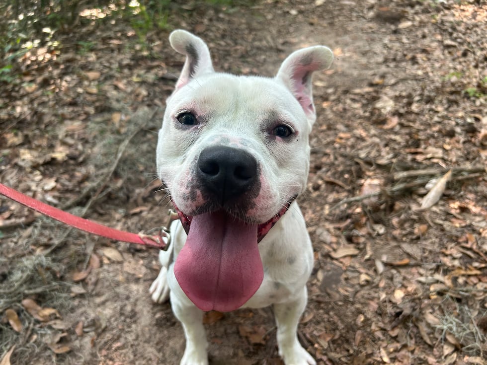Chaz is a charmer! He'll sit patiently for treats and wow you with his cool speckled ears!