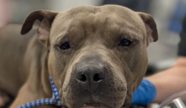 ‘Justice for Manatee:’ Dog found stabbed, wrapped in shower curtain near Blanding Boulevard