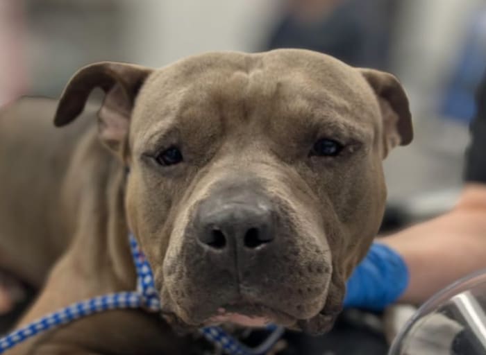 ‘Justice for Manatee:’ Dog found stabbed, wrapped in shower curtain near Blanding Boulevard