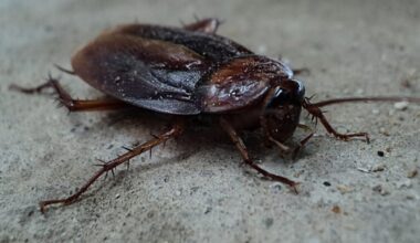 PEST PROBLEMS? These Central Florida eateries closed over health concerns last week
