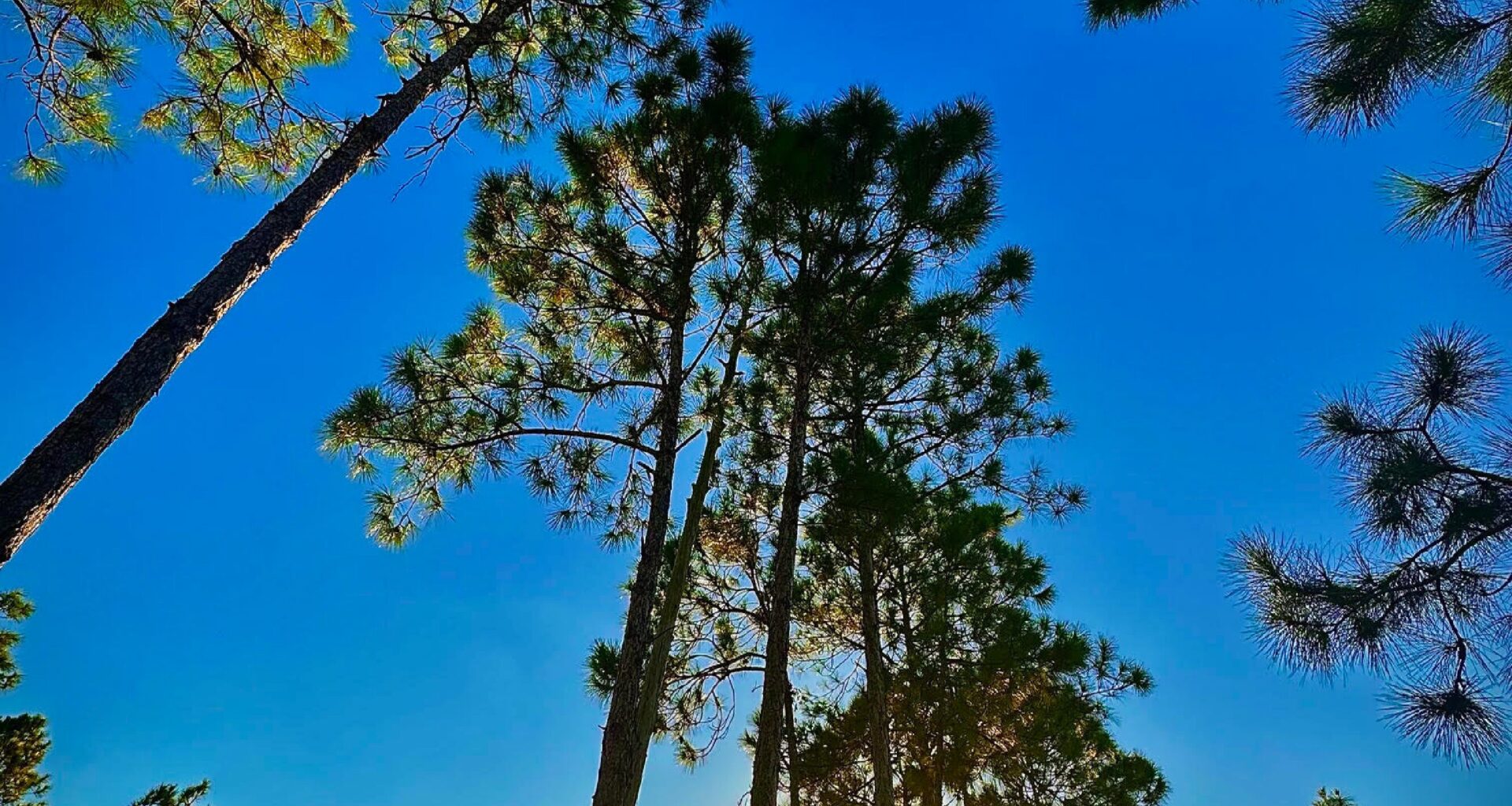Miami-Dade Receives $925,000 Donation for Critically Endangered Pine Rocklands