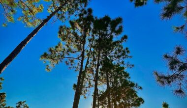 Miami-Dade Receives $925,000 Donation for Critically Endangered Pine Rocklands