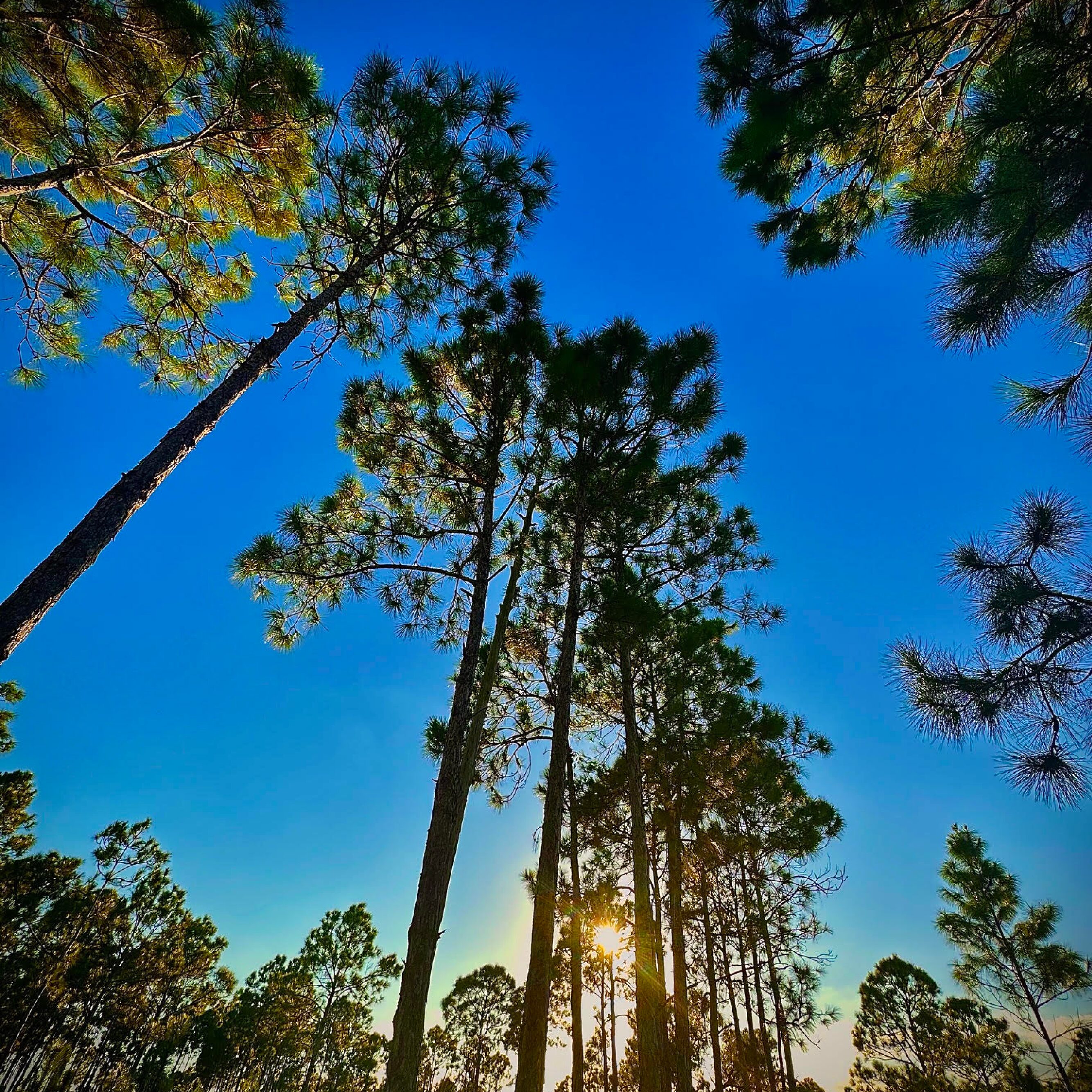 Canva Stock Image.pdf (7)