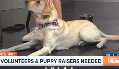 Dogs Inc shares indoor exercises to keep dogs active during summer heat