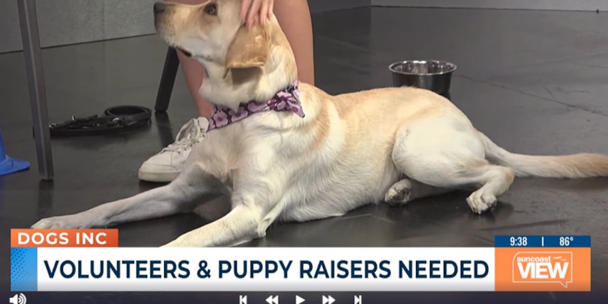 Dogs Inc shares indoor exercises to keep dogs active during summer heat