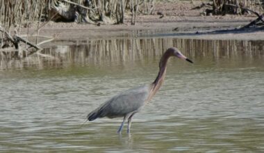 Reddish Egrets in Florida Bay Facing Uncertain Future