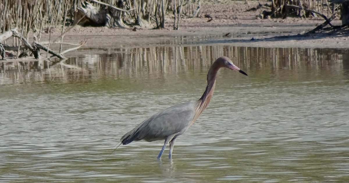 Reddish Egrets in Florida Bay Facing Uncertain Future