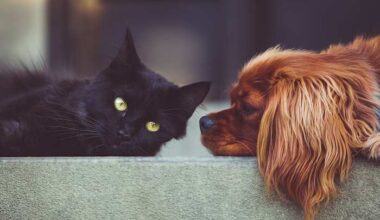 Bought a sick pet in Florida? New law gives you more power to fight back