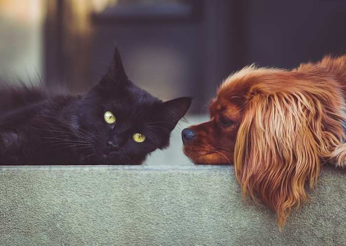 Bought a sick pet in Florida? New law gives you more power to fight back