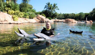Dolphins at Discovery Cove