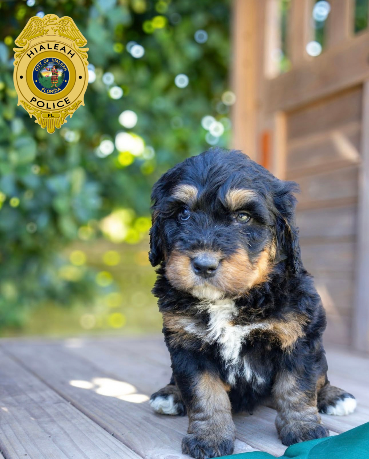 Domino, a Bernedoodle, joined the Hialeah Police Department in March at just 8 weeks old after Hialeah City Councilwoman Gelien Perez donated him to the city. He has since trained to become the department’s first emotional support dog.