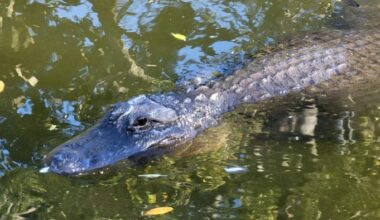 Victim ID’d in deadly alligator attack at Seminole County state park