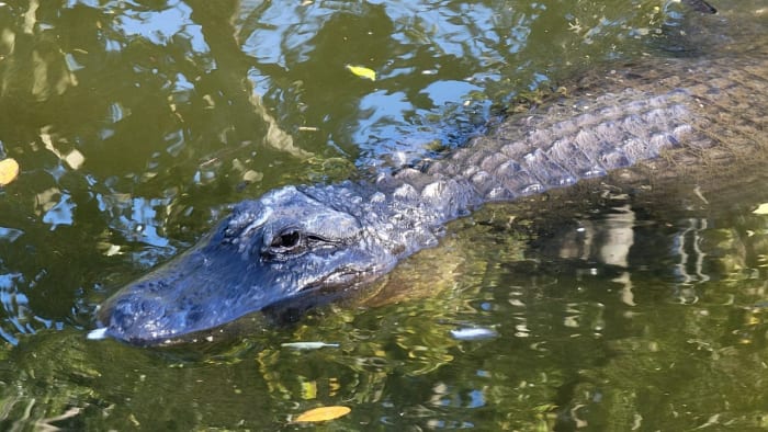 Victim ID’d in deadly alligator attack at Seminole County state park